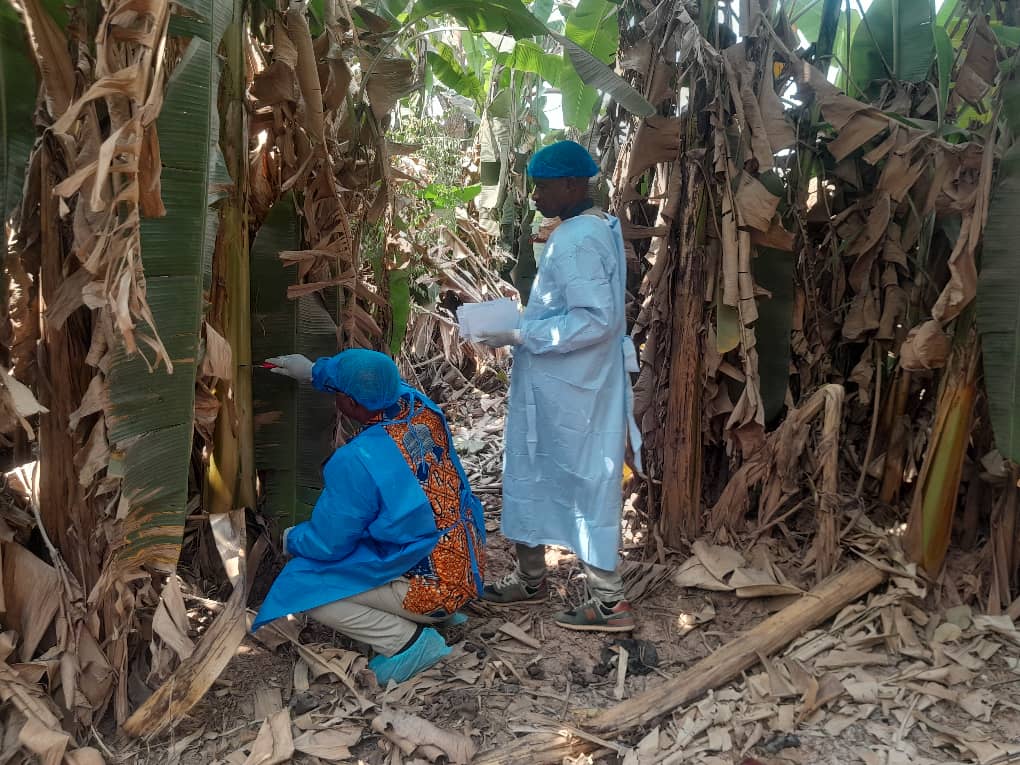 Ghanaian farmer inspecting maize on a farm at golden hour