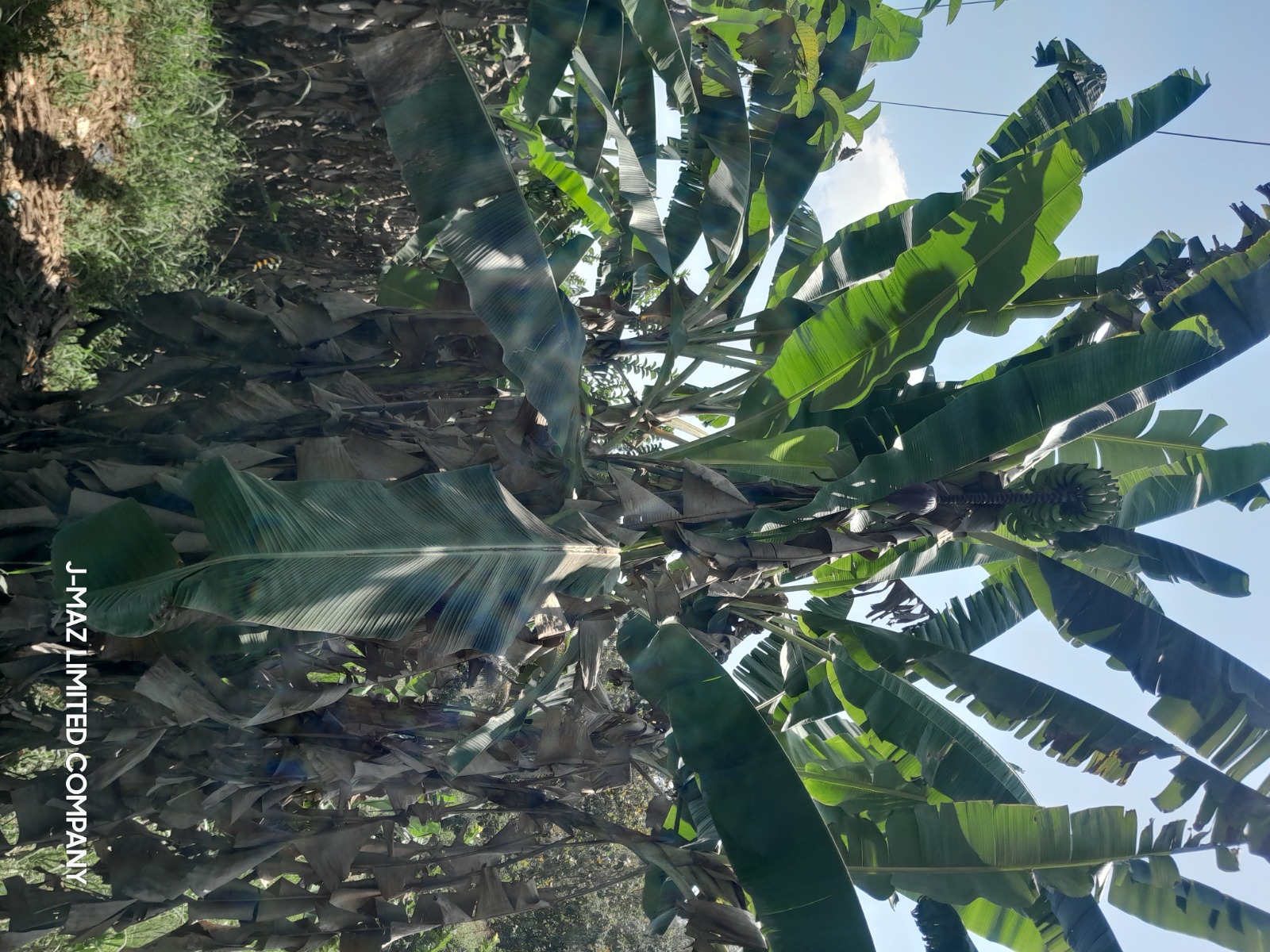 Banana plantation inspection