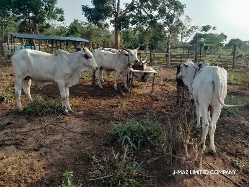 Livestock herd assessment