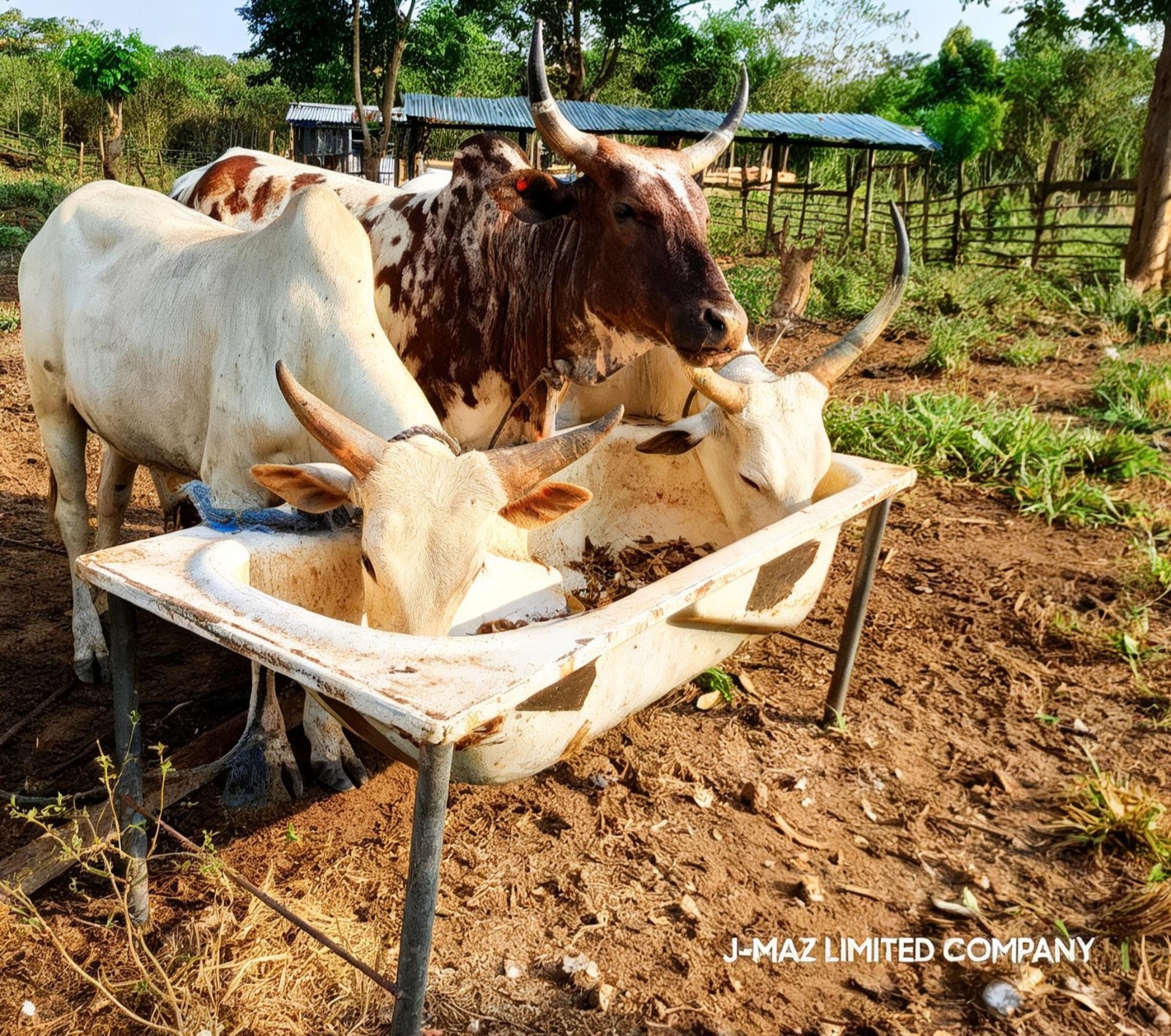 Cattle feeding programme