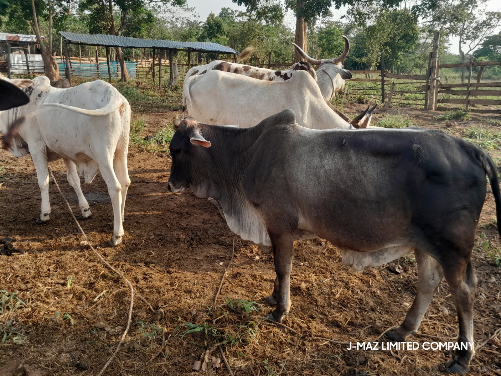 Cattle herd management, Ghana