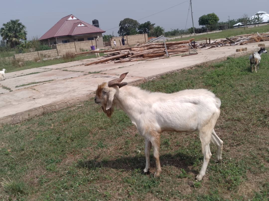 Small ruminant — goat production