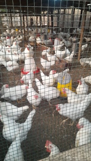 Poultry flock — layer operation