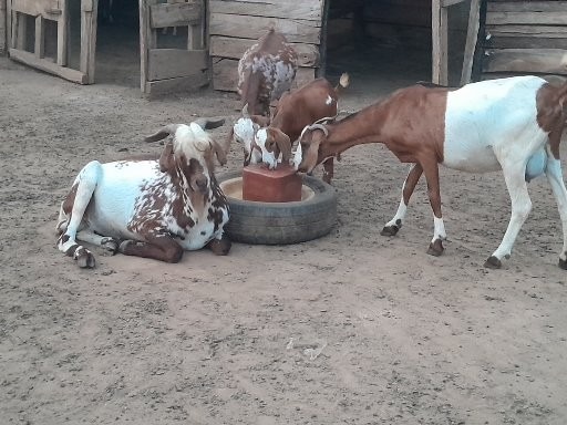Goat herd management