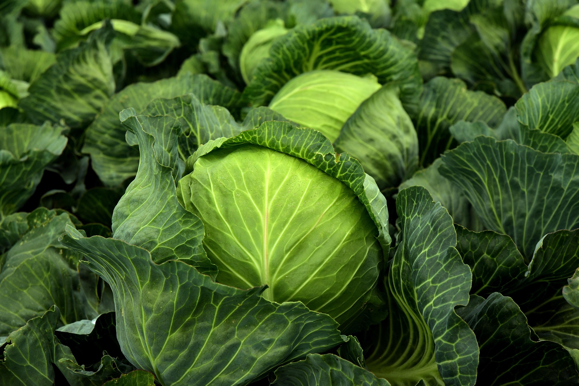 J-MAZ team of agronomists on a vegetable farm
