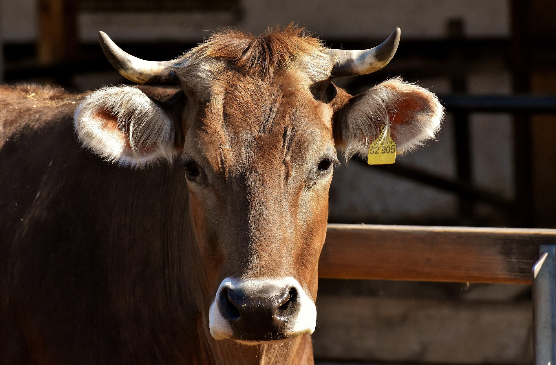 Pasture-led dairy: rotational grazing on 60ha, six months in