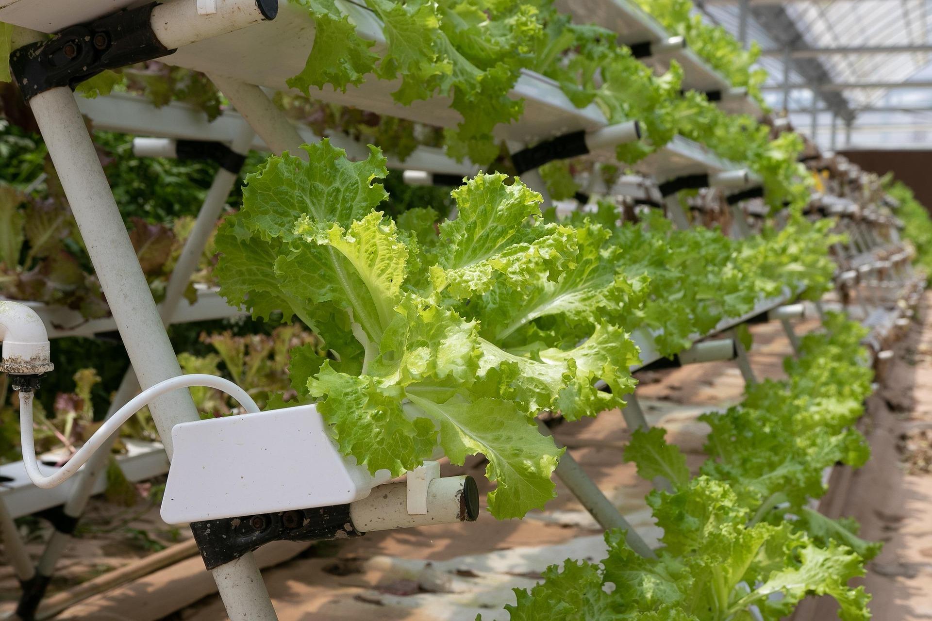 Climate, fertigation, IPM: the three knobs of greenhouse production