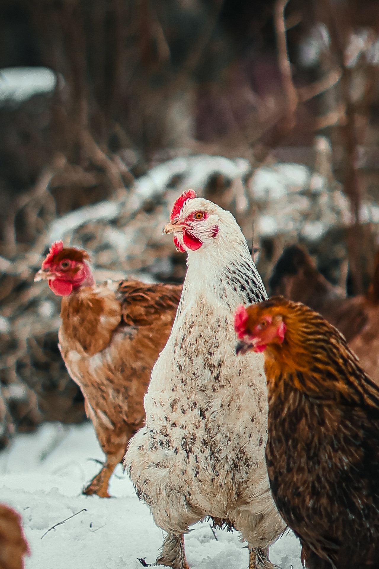 From 23% mortality to 4%: rebuilding a layer flock in 14 weeks