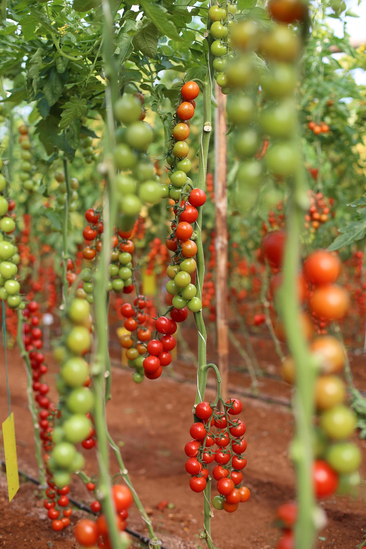 A 4-acre tomato block, scheduled to a hotel off-take